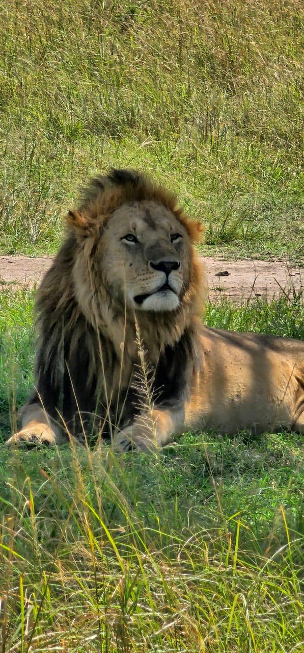 Kenya Savannah