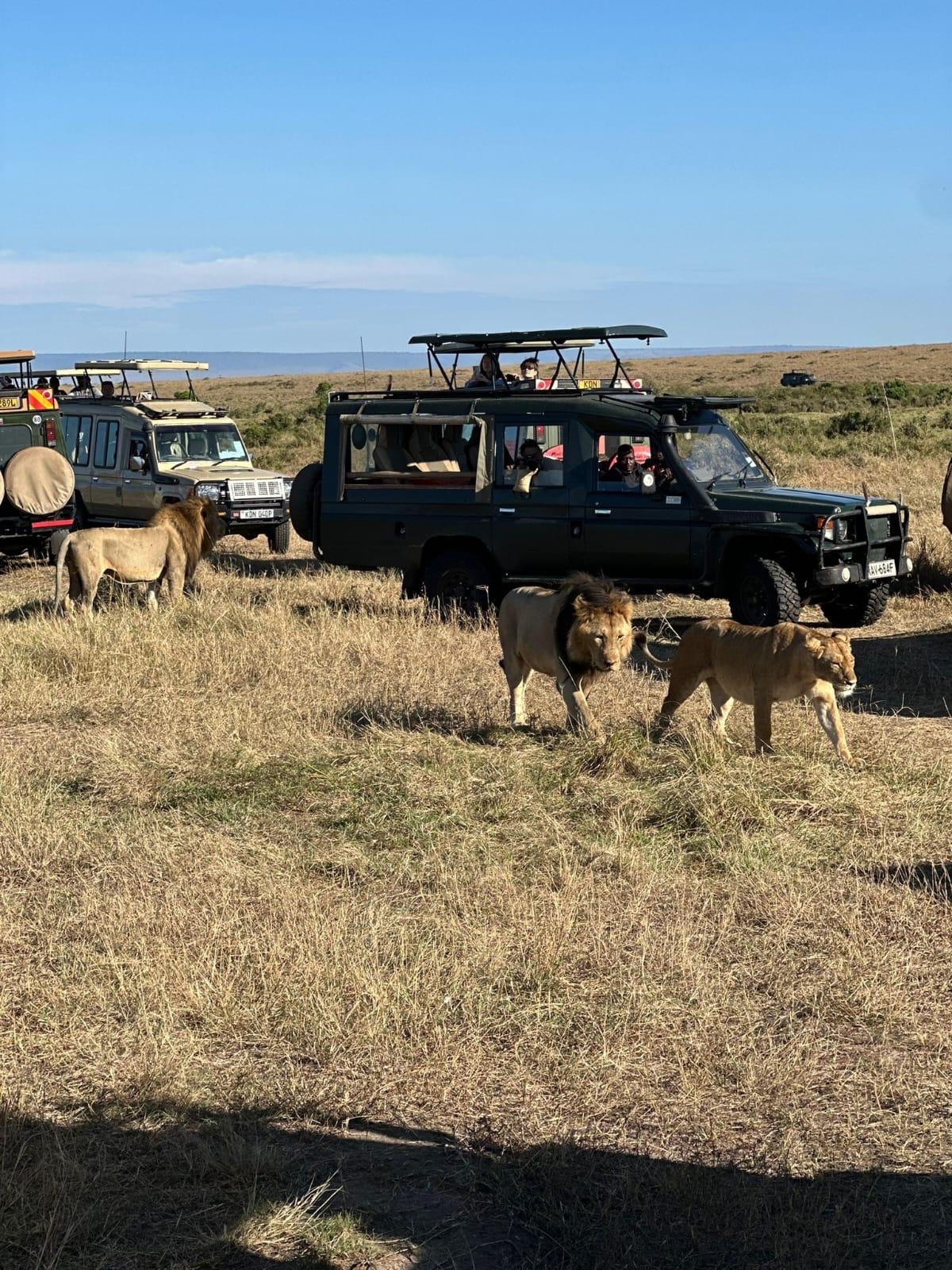 Kenya zebras on the savannah